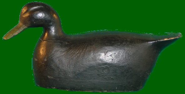 black duck